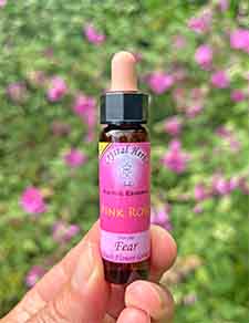Bottle of Pin Rose Flower Essence held in nature