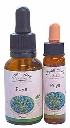 The Puya Flower Essence - two bottles