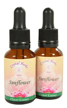 Sunflower Essence Sunflower Essence