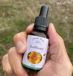 Sunflower Flower Essence Sunflower Flower Essence bottle held in a hand