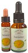 Dandelion Flower Essences Dandelion Flower Essences - 10ml and 25ml bottles