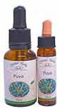 Puya Flower Essence - 10ml and 25ml bottles