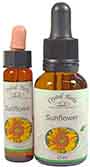 Sunflower Essence - 10ml and 25ml bottles