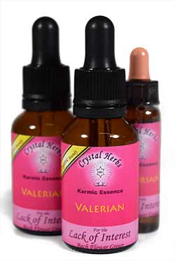Valerian Flower Essence Valerian Flower Essence