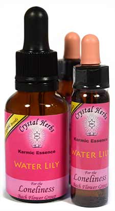 Water Lily Flower Essence Water Lily Flower Essence