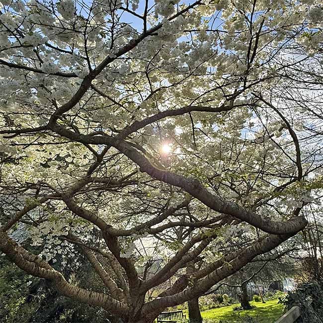 A beautiful flowering cherry tree in the Chalice Well gardens