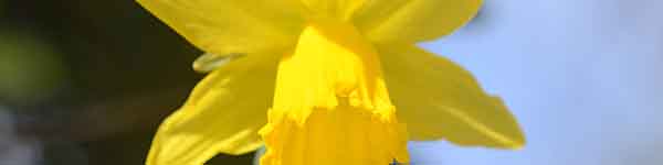 Daffodil flowers