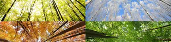 The Four Seasons - trees through the four seasons