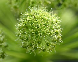 Angelica Flower