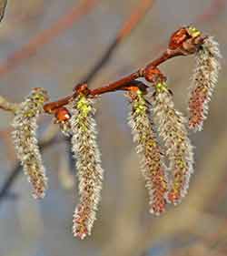 The Aspen flowers - catkins on a stem.