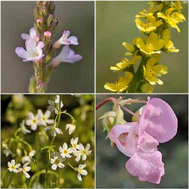 Bach Flower Photo Montage Bach Flower Photo Montage