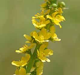 The Agrimony flower - spires of yellow flowers