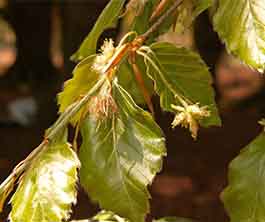 Beech flowers Beech flowers and beech leaves.