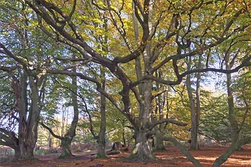 Beautiful Beech Trees