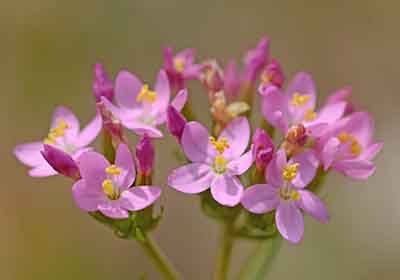 Beautiful Centaury flowers