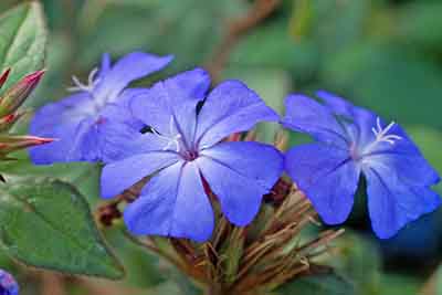 Beautiful Cerato flowers