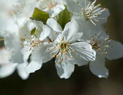 Beautiful Cherry Plum flowers