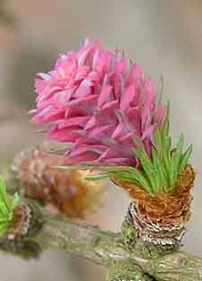 Larch flowers