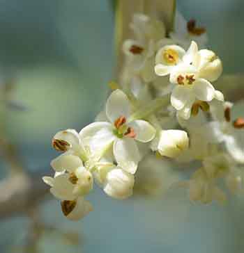 Olive flowers