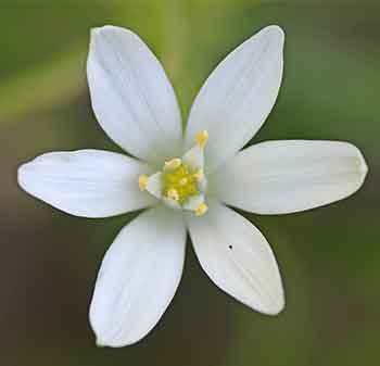 Star of Bethlehem flower