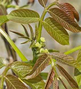 Walnut flowers