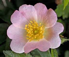 Wild Rose flower