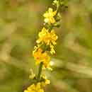 Agrimony flower Agrimony flower