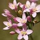Centaury flower Centaury flower