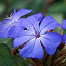 Cerato flower Cerato flower