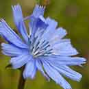 Chicory flower Chicory flower