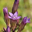 Gentian flower Gentian flower
