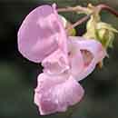 Impatiens flower Impatiens flower