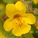 Mimulus flower Mimulus flower