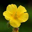 Rock Rose flower Rock Rose flower