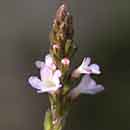 Vervain flower Vervain flower