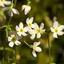 Water Violet flower Water Violet flower