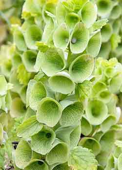 Bells of Ireland flowers