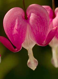 Bleeding Heart Flowers