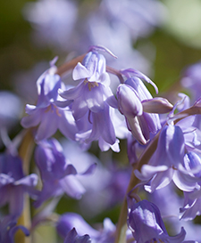 Bluebell Flowers for self expression