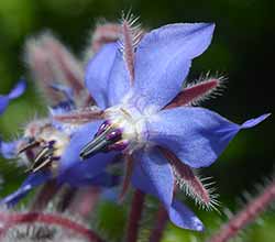 Borage Flower