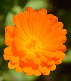 Calendula Flower