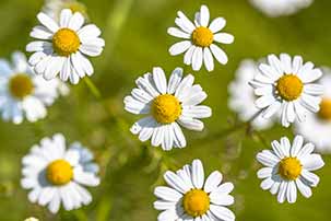 Chamomile Flowers