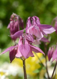 Columbine Flower Columbine Flower