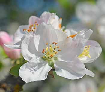 Crab Apple flowers