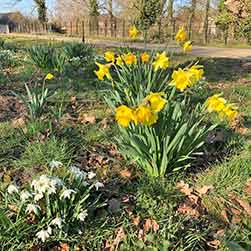 Daffodils & Snowdrops - Spring Flowers