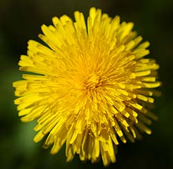 Dandelion flower