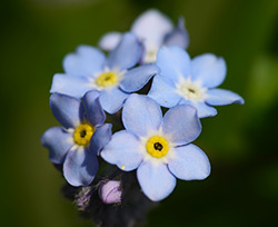 Forget Me Not Flower