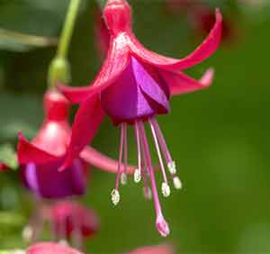 Fuchsia Flower