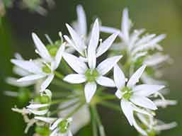 Garlic flowers