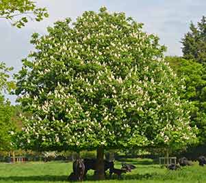 Horse Chestnut Tree